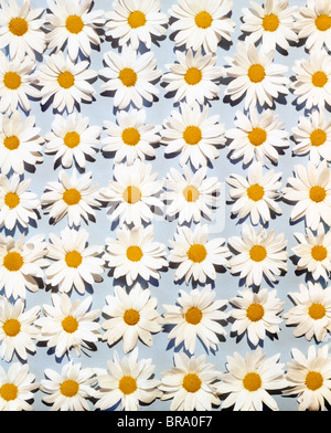 1950S 1960S ALLGEMEINE DAISY BLUMENMUSTER AUF BLASSEN BLAUEN HINTERGRUND Stockfoto