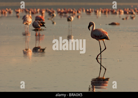 Flamingos bei Sonnenuntergang am Lake Nakuru, Kenia Stockfoto