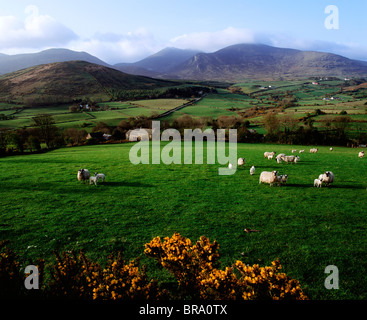 Mourne Mountains von Trassey Road, County Down, Irland Stockfoto