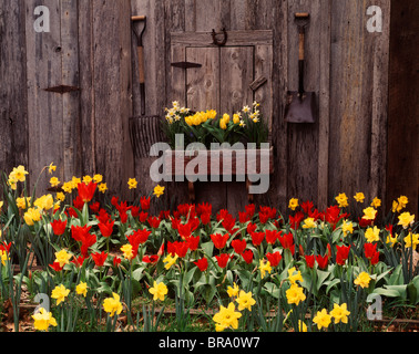 ROTE TULPEN UND GELBE NARZISSEN NEBEN VERWITTERTEN HÖLZERNEN SCHEUNE Stockfoto