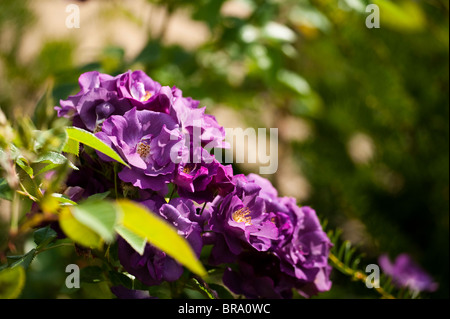 Lila Rosen in voller Blüte zu The Walled Gardens von Cannington, Somerset Stockfoto