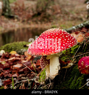 Nahaufnahme Bild von Amanita giftige Pilze in der Natur Stockfoto