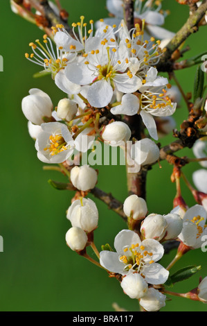 Nahaufnahme von Schlehe Busch / Schlehe (Prunus Spinosa) blüht im Frühjahr, Luxemburg Stockfoto