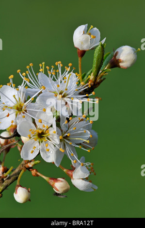 Nahaufnahme von Schlehe Busch / Schlehe (Prunus Spinosa) blüht im Frühjahr, Luxemburg Stockfoto