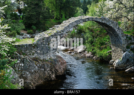 Pack Horse Beerdigung Brücke über den Fluss Dulnain, der älteste Steinbrücke im Hochland Carrbridge, Scotland, UK Stockfoto