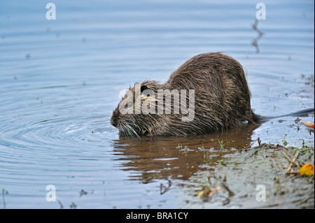 Nutrias / Nutria (Biber brummeln) Essen Blatt im Wasser, La Brenne, Frankreich. Ursprünglich aus Südamerika Stockfoto