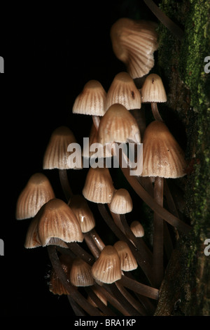 Pilze wachsen auf einem Baumstumpf in Evje in Rygge, Østfold, Norwegen Stockfoto