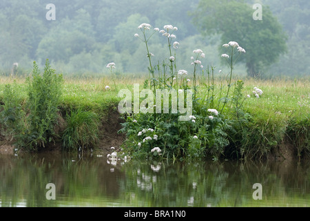 Mehr Wasser Pastinake Sium Latifolium Blüte auf der Watermeads des Flusses Themse in Berkshire Stockfoto