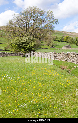 Dentdale in der Nähe von Cowgill in den Yorkshire Dales National Park. östlich von Dent, Cumbria Stockfoto