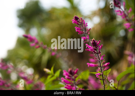 Salvia Involucrata, Rosenblatt Salbei in Blüte Stockfoto