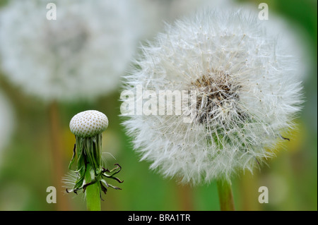 Gemeinsamen Löwenzahn (Taraxacum Officinale) Seedheads auf Wiese, Belgien Stockfoto