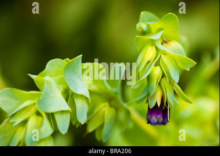 Blauen Garnelen Pflanze, Cerinthe major "Blue Kiwi" Stockfoto