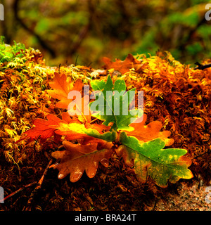 Schöne farbige Blätter aus einer Eiche Stockfoto