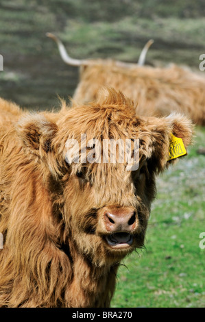 Highland-Kalb (Bos Taurus) im Feld auf der Isle Of Skye, Schottland, UK Stockfoto