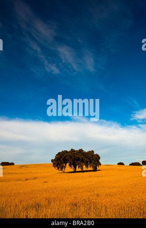 Gelbe Weizenfeld mit einem großen blauen Himmel und Wolken Stockfoto