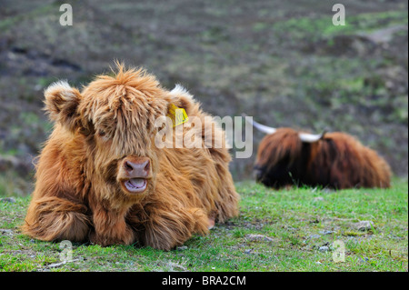 Highland-Kalb (Bos Taurus) im Feld auf der Isle Of Skye, Schottland, UK Stockfoto