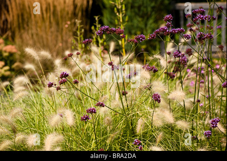 Verbena Bonariensis und Lampenputzergras Villosum, Feathertop Rasen Stockfoto