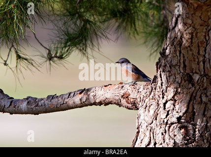 Western Bluebird (Sialia Mexicana) thront in Pinie Stockfoto