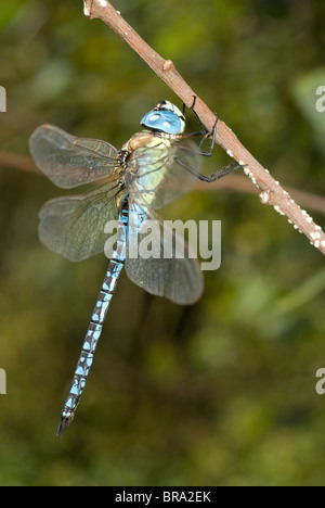 Männliche Downy Smaragd oder blauäugige Hawker (Aeshna Affinis) Stockfoto