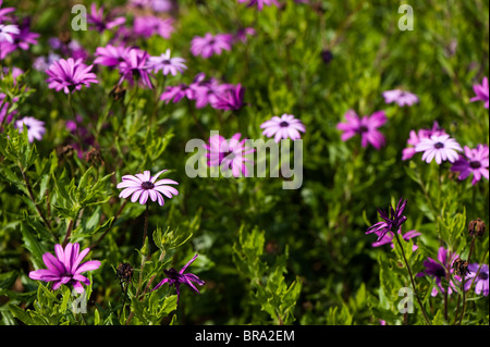 Osteospermum "Cannington James Elliman" Herbers, in Blüte Stockfoto