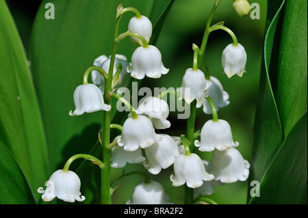 Lilie des Tales / Lily of the Valley (Convallariaarten Majalis) in Blüte im Frühjahr Stockfoto