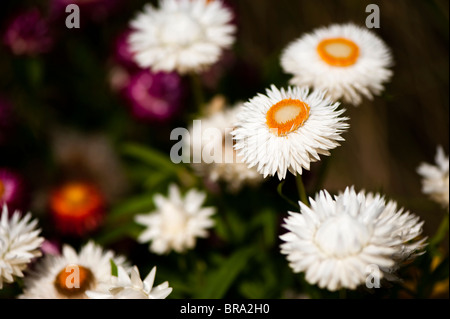 Helichrysum Bracteatum Monstrosum, Strohblumen in Blüte Stockfoto