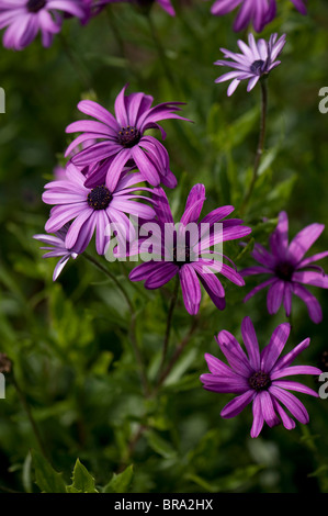 Osteospermum "Cannington James Elliman" Herbers, in Blüte Stockfoto