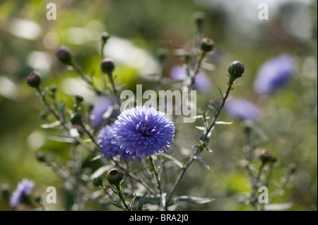 Aster Novi-Belgii, 'Lady in Blue', Bergaster, in Blüte Stockfoto