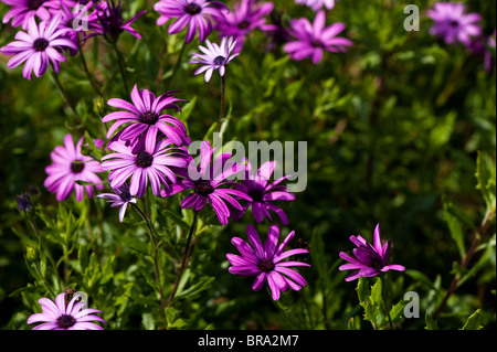 Osteospermum "Cannington James Elliman" Herbers, in Blüte Stockfoto