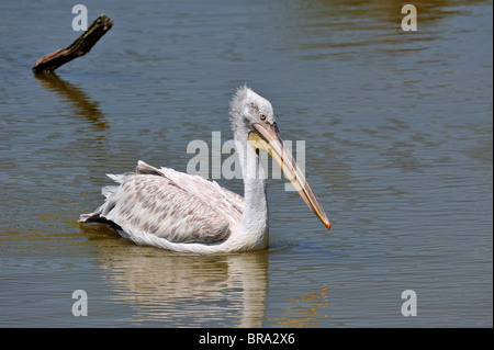 Porträt von rosa-backed Pelikan (Pelecanus saniert) Schwimmen im See, ursprünglich aus Afrika Stockfoto