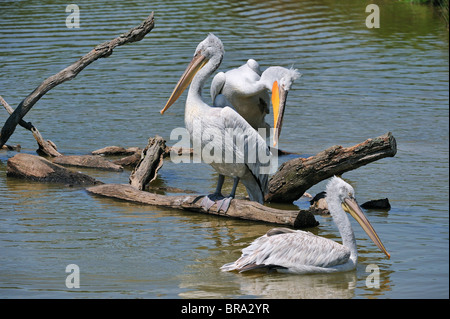 Pelikane (Pelecanus saniert) ruht auf Baumstamm in See, ursprünglich aus Afrika Stockfoto