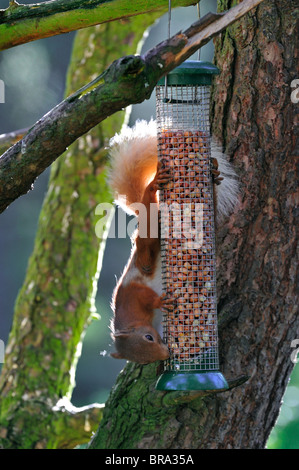 Rotes Eichhörnchen (Sciurus vulgaris) im Wald, das Erdnüsse aus Gartenvogelfutterhäuschen / Vogelfutterhäuschen, Schottland, Großbritannien, isst Stockfoto