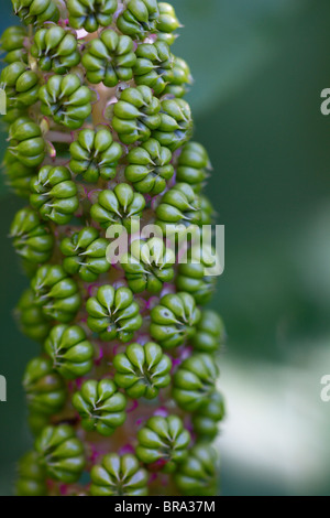 American pokeweed (Phytolacca americana) in der Nähe von Beeren im frühen Herbst, bevor sie von Grün auf Violett Stockfoto