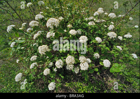 Wayfaring Baum (Viburnum Lantana) in Blüte, Belgien Stockfoto