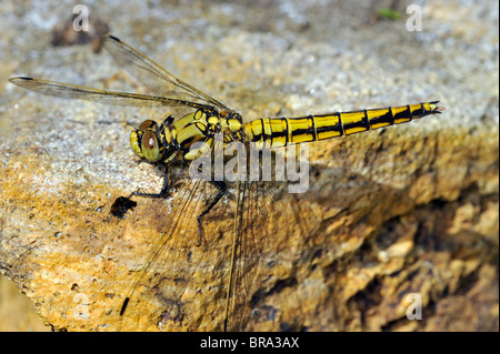 Vagrant Darter (Sympetrum Vulgatum) auf Felsen Stockfoto