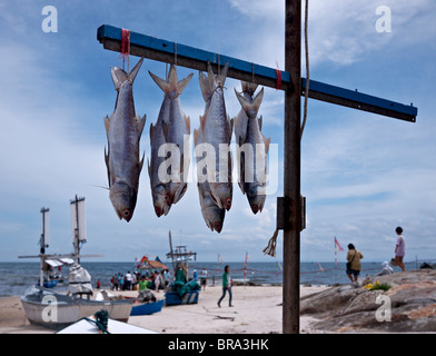 Täglich frischer Fisch hängen zum Trocknen von einem Angeln Boot Mast zu fangen. Fischerhafen von Hua Hin, Thailand S. E. Asien Stockfoto