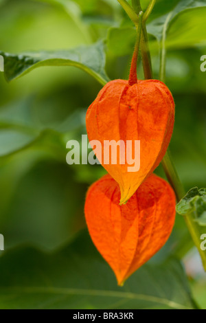 Chinesische Laterne (Physalis Alkekengi) im frühen Herbst Stockfoto