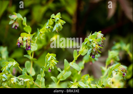 Blauen Garnelen Pflanze, Cerinthe major "Blue Kiwi" Stockfoto