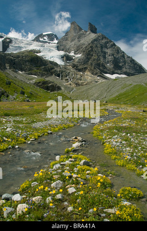 Alpine meadow below Tschingelhorn, 3562 meters, upper Lauterbrunnen Valley, Bernese Alps, Switzerland Stockfoto