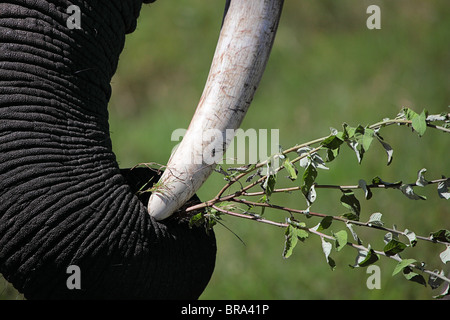 Afrikanischer Elefant Tusk und Detail des Stammes umklammert Zweige Stockfoto
