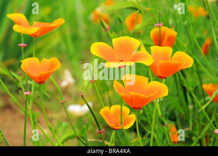 Kalifornischer Mohn - kalifornische Mohn 29 Stockfoto