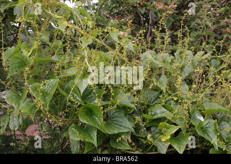 Schwarz-Zaunrübe (Tamus Communis: Dioscoreaceae), in einer Hecke, UK. Stockfoto