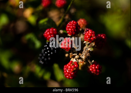 Brombeeren wachsen wild, Rubus fruticosus Stockfoto