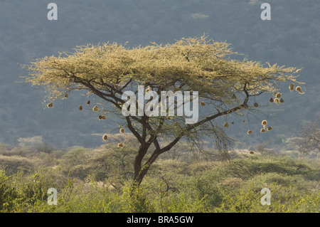 AKAZIE BAUM IN VOLLER BLÜTE MIT WEAVER VOGEL NESTER SAMBURU NATIONAL RESERVE KENIA AFRIKA Stockfoto