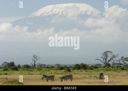 BURCHELL ZEBRAS STEHEN IN EBENEN MIT MOUNT KILIMANJARO IN WOLKEN IM HINTERGRUND AMBOSELI KENIA AFRIKA Stockfoto