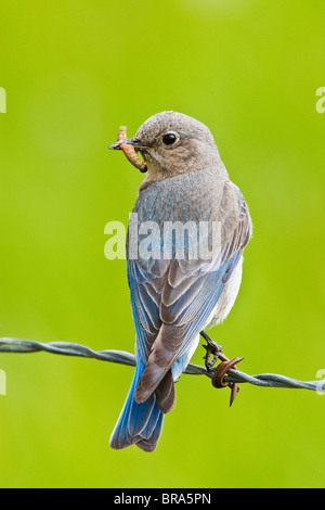 Kanada, British Columbia in der Nähe von Kamloops, Erwachsenfrau Mountain Bluebird (Sialia Currucoides) mit Raupen, jung, Juni zu ernähren Stockfoto