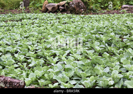 Kopfsalat angebaut am Cerro Punta Felder, Provinz Chiriqui, Republik von Panama.  Dies sind Bauernhöfe. Stockfoto