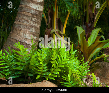 Kauai, HI tropischen Garten Farne und Palmen auf Kauais North Shore in der Nähe von Ha'ena Stockfoto