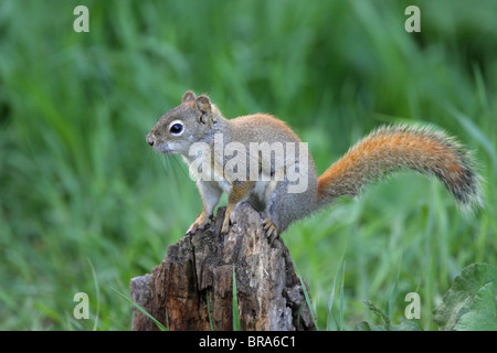 Eichhörnchen Sciurus Vulgaris, sitzt auf der Spitze eines alten Baumes stumpf lange Gras Stockfoto