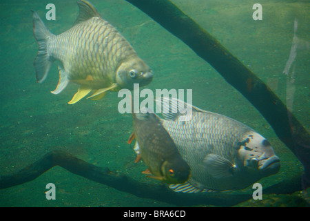 Zwei Alufolie Widerhaken und eine riesige Gourami schwimmen neben einem Zweig. Stockfoto